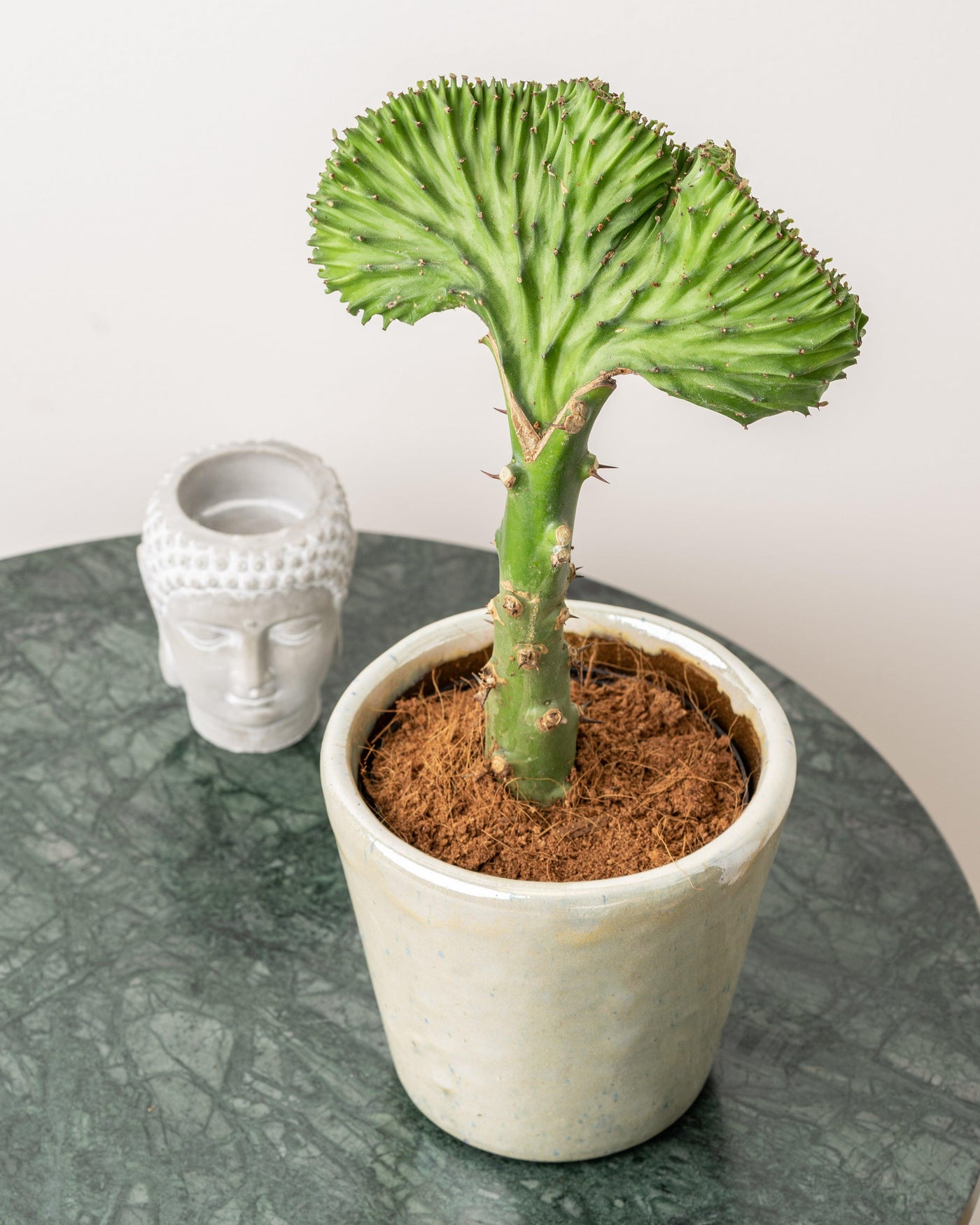 Euphorbia Cristata | Coral Cactus - House of Kojo