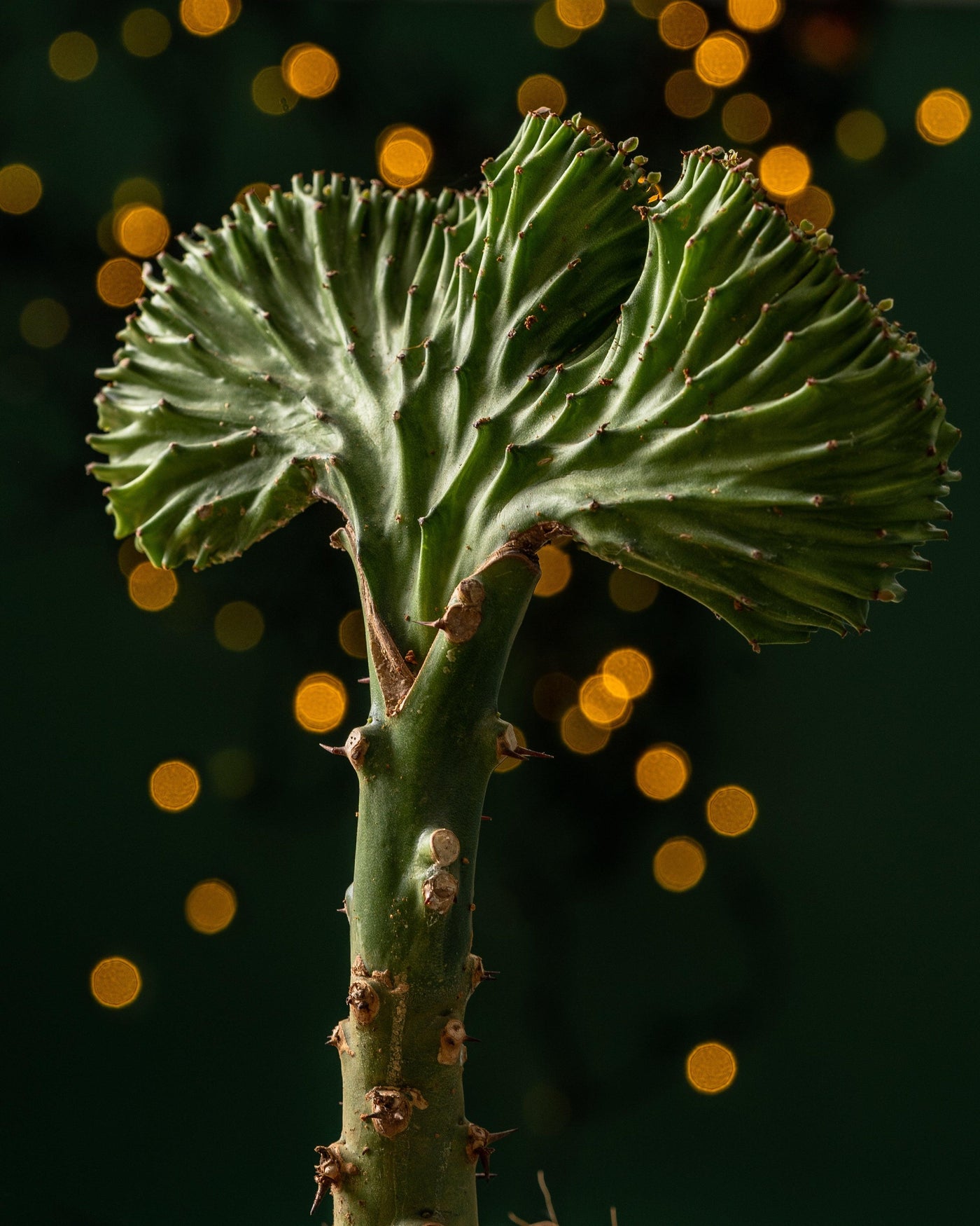 Euphorbia Cristata | Coral Cactus - House of Kojo