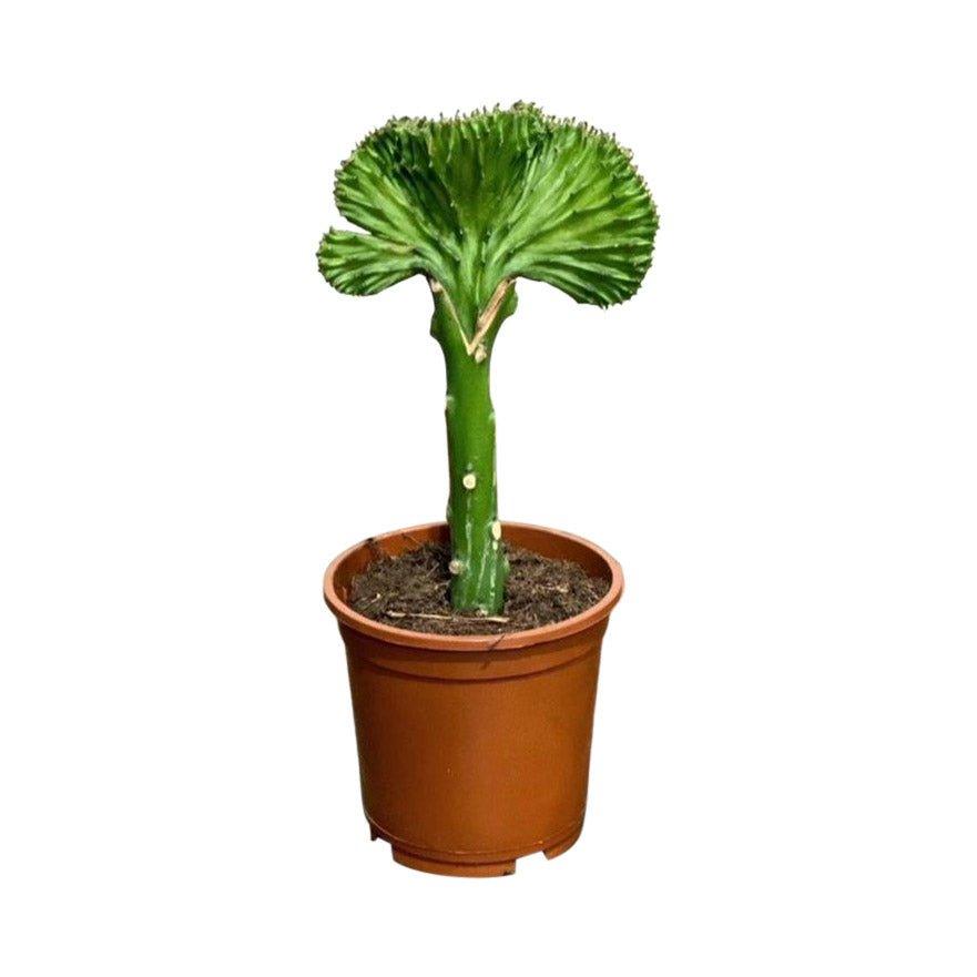 Euphorbia Cristata | Coral Cactus - House of Kojo