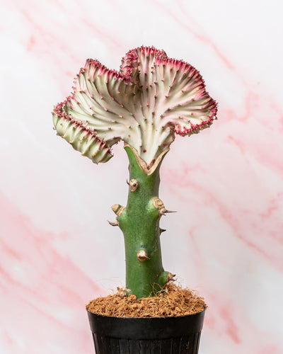 Euphorbia Cristata | Coral Cactus Pink | 10.5cm Pot | Easy Care House Plant - House of Kojo