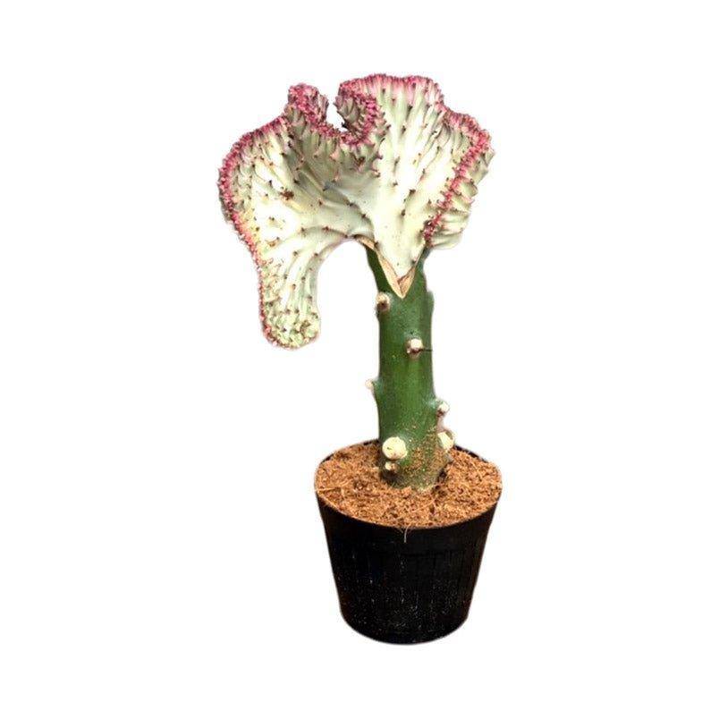 Euphorbia Cristata | Coral Cactus Pink | 10.5cm Pot | Easy Care House Plant - House of Kojo