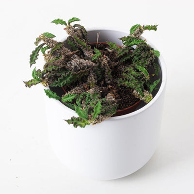 Euphorbia decaryi - House of Kojo