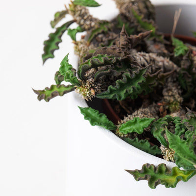 Euphorbia decaryi - House of Kojo
