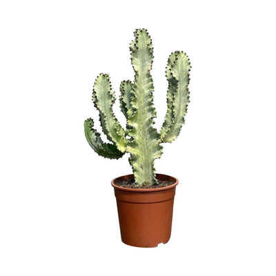 Euphorbia Ingens Variegated | Easy Care House Plant - House of Kojo