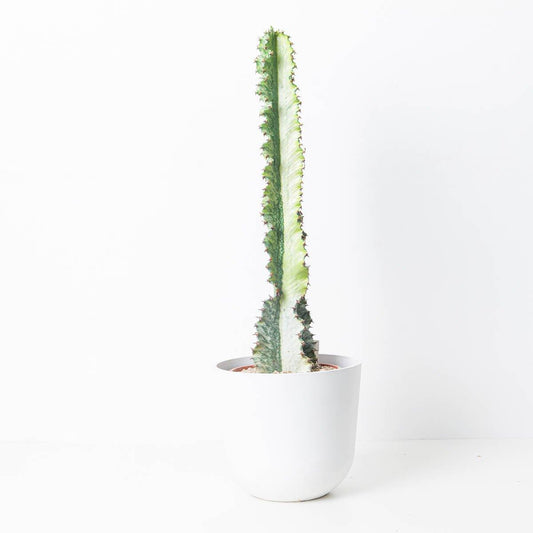 Euphorbia Ingens Variegated Striped - House of Kojo