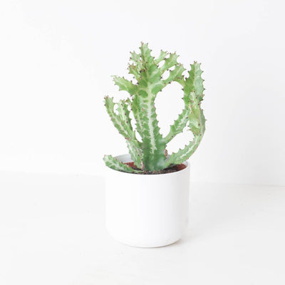 Euphorbia lactea - House of Kojo