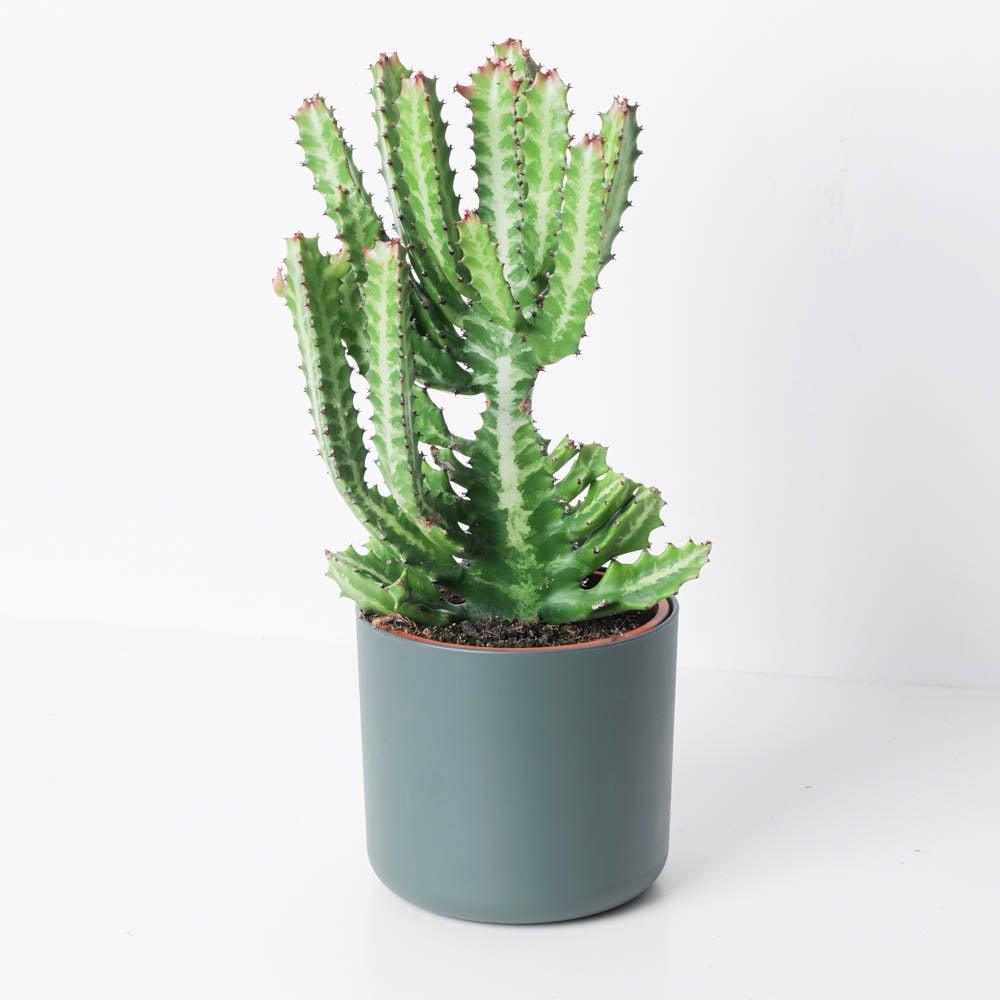 Euphorbia lactea - House of Kojo