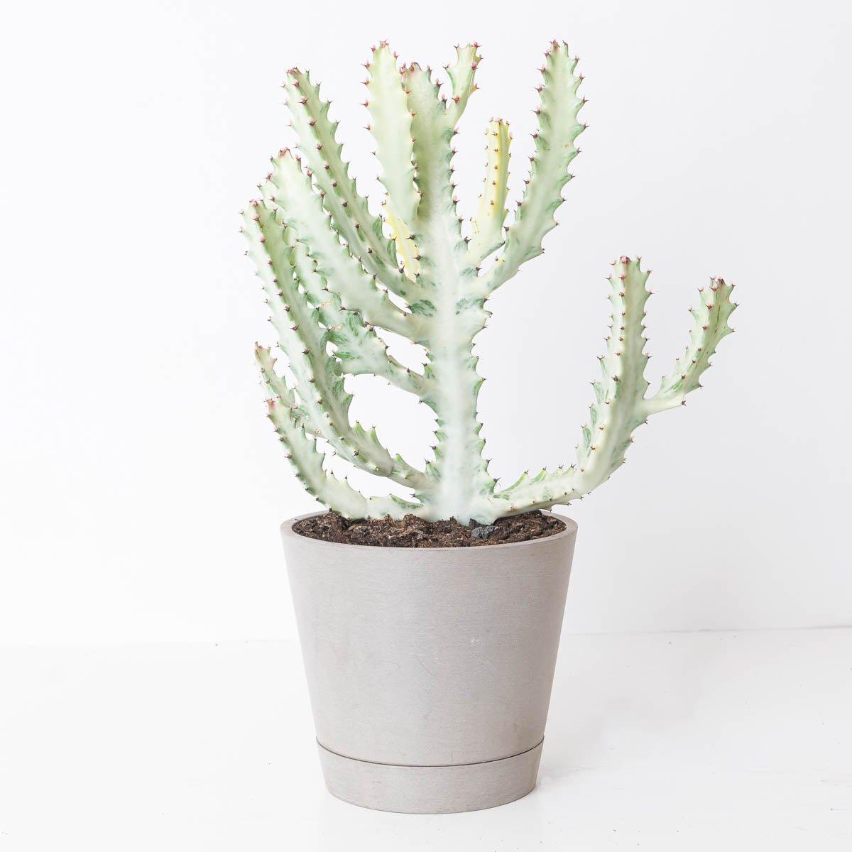 Euphorbia lactea Ghost - House of Kojo