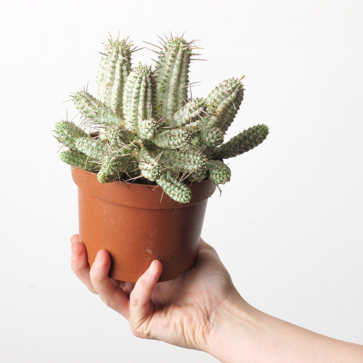 Euphorbia mammillaris 'Variegata' - House of Kojo