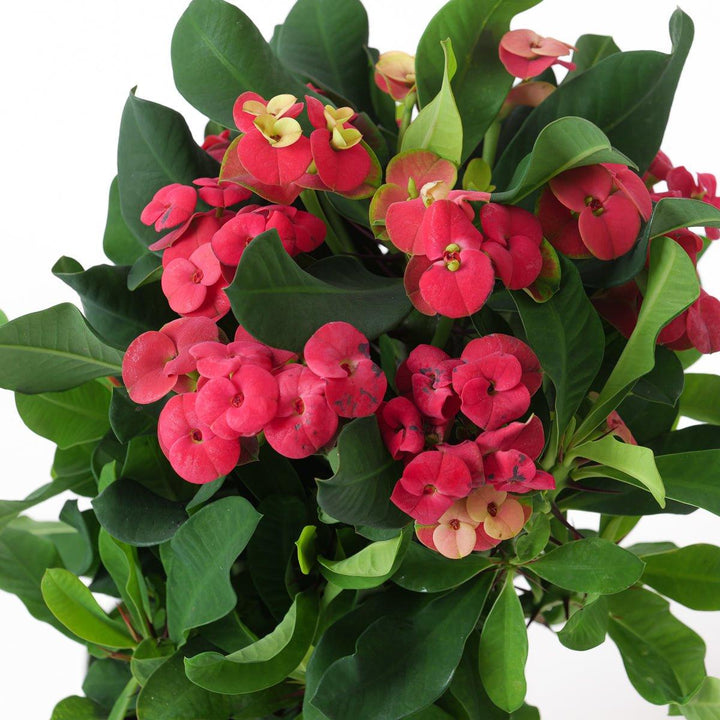 euphorbia plant indoor or outdoor Euphorbia milli 'Volcano'
