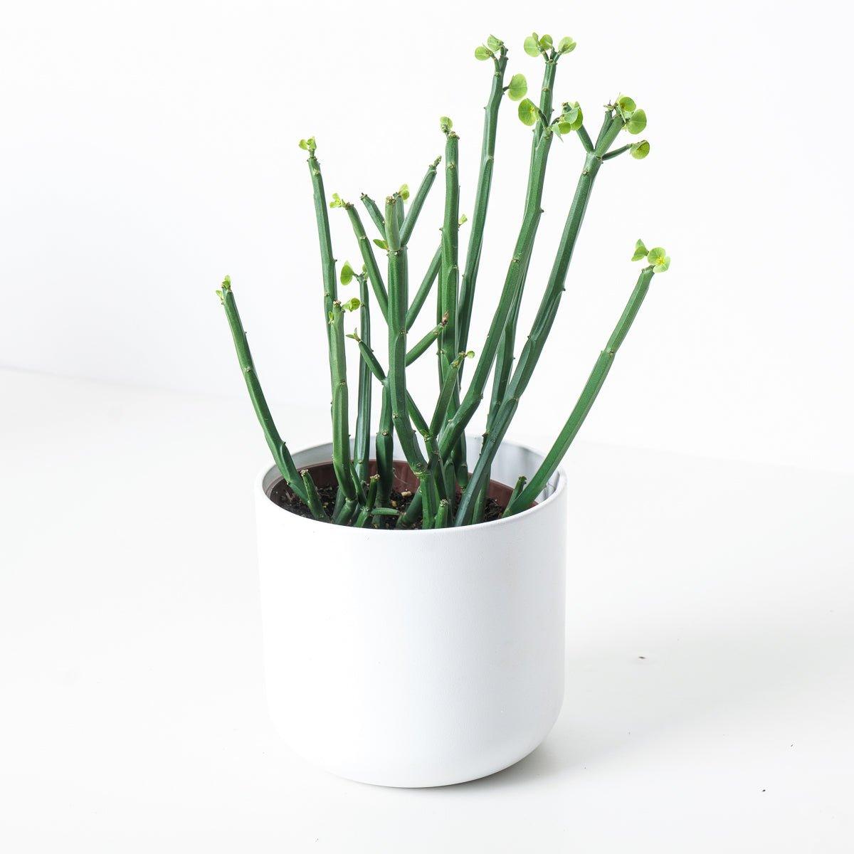 Euphorbia Phosphorea - House of Kojo