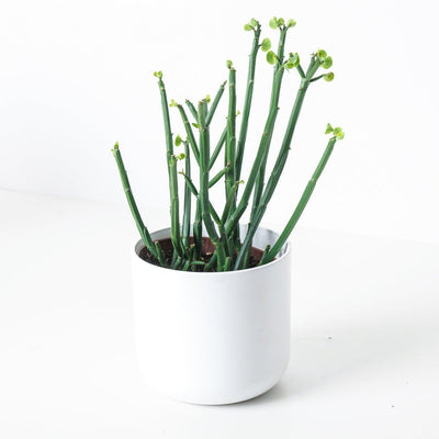 Euphorbia Phosphorea - House of Kojo