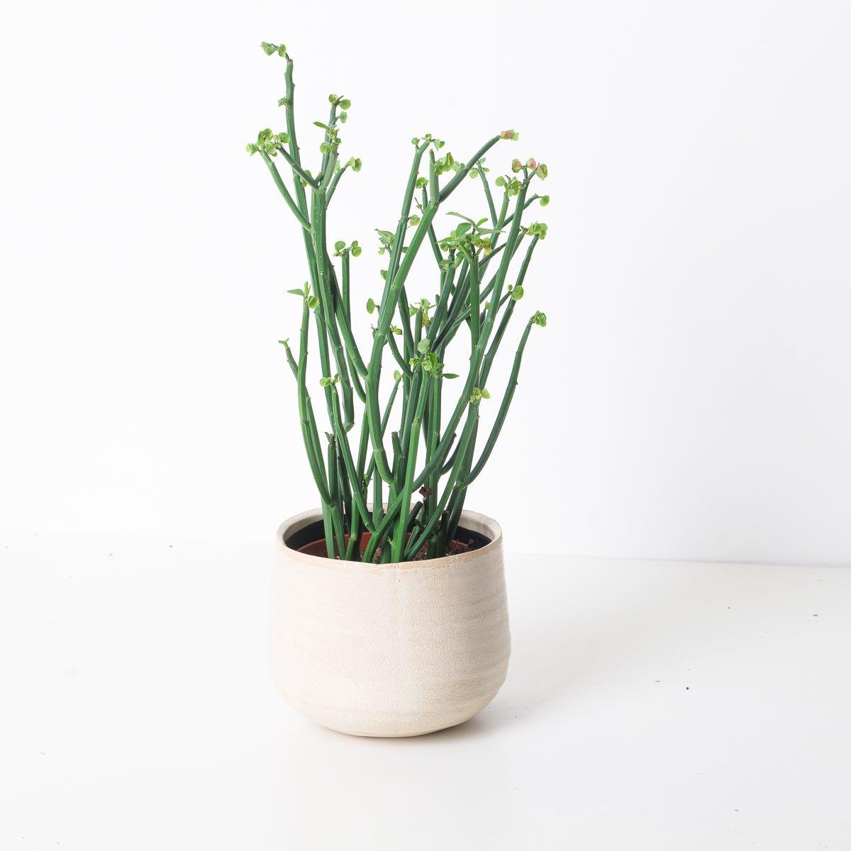 Euphorbia Phosphorea - House of Kojo