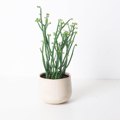 Euphorbia Phosphorea - House of Kojo