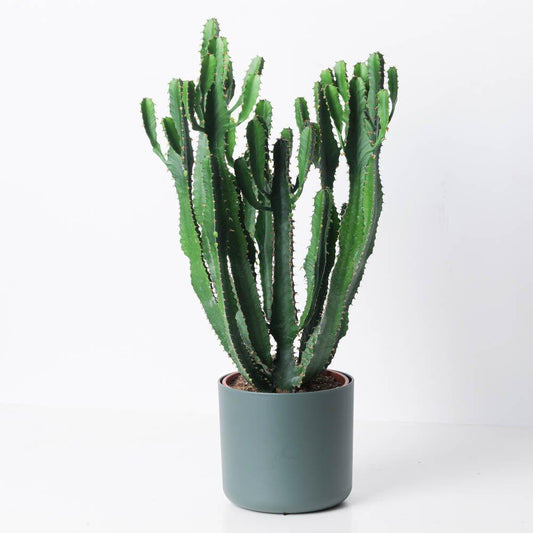 Euphorbia Triangularis - House of Kojo