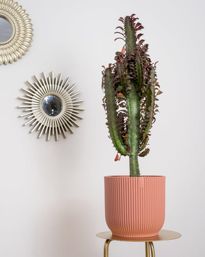 Euphorbia Trigona Rubra | African Milk Tree - House of Kojo