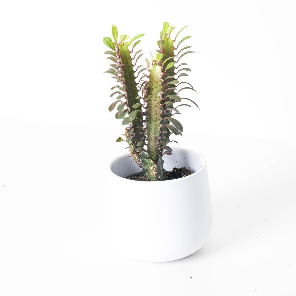 Euphorbia Trigona Rubra | African Milk Tree - House of Kojo