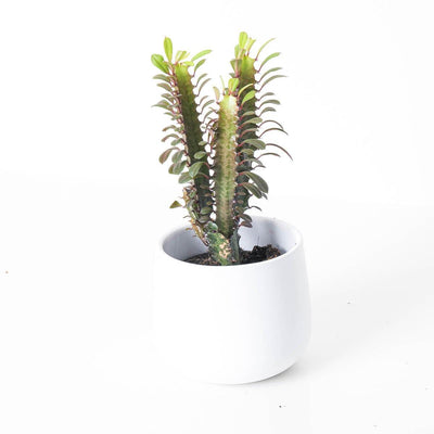 Euphorbia Trigona Rubra | African Milk Tree - House of Kojo