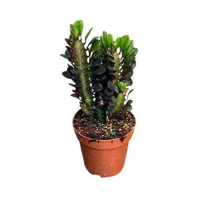 Euphorbia Trigona Rubra | African Milk Tree - House of Kojo