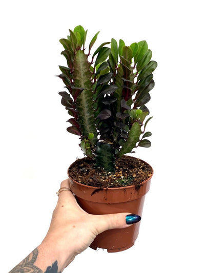 Euphorbia Trigona Rubra | African Milk Tree - House of Kojo