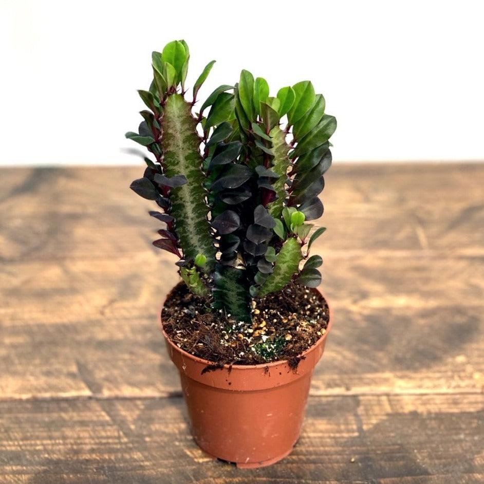 Euphorbia Trigona Rubra | African Milk Tree - House of Kojo