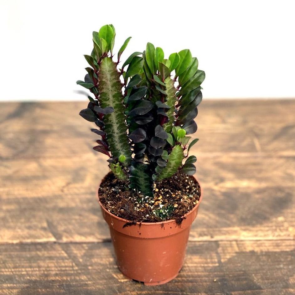 Euphorbia Trigona Rubra - House of Kojo