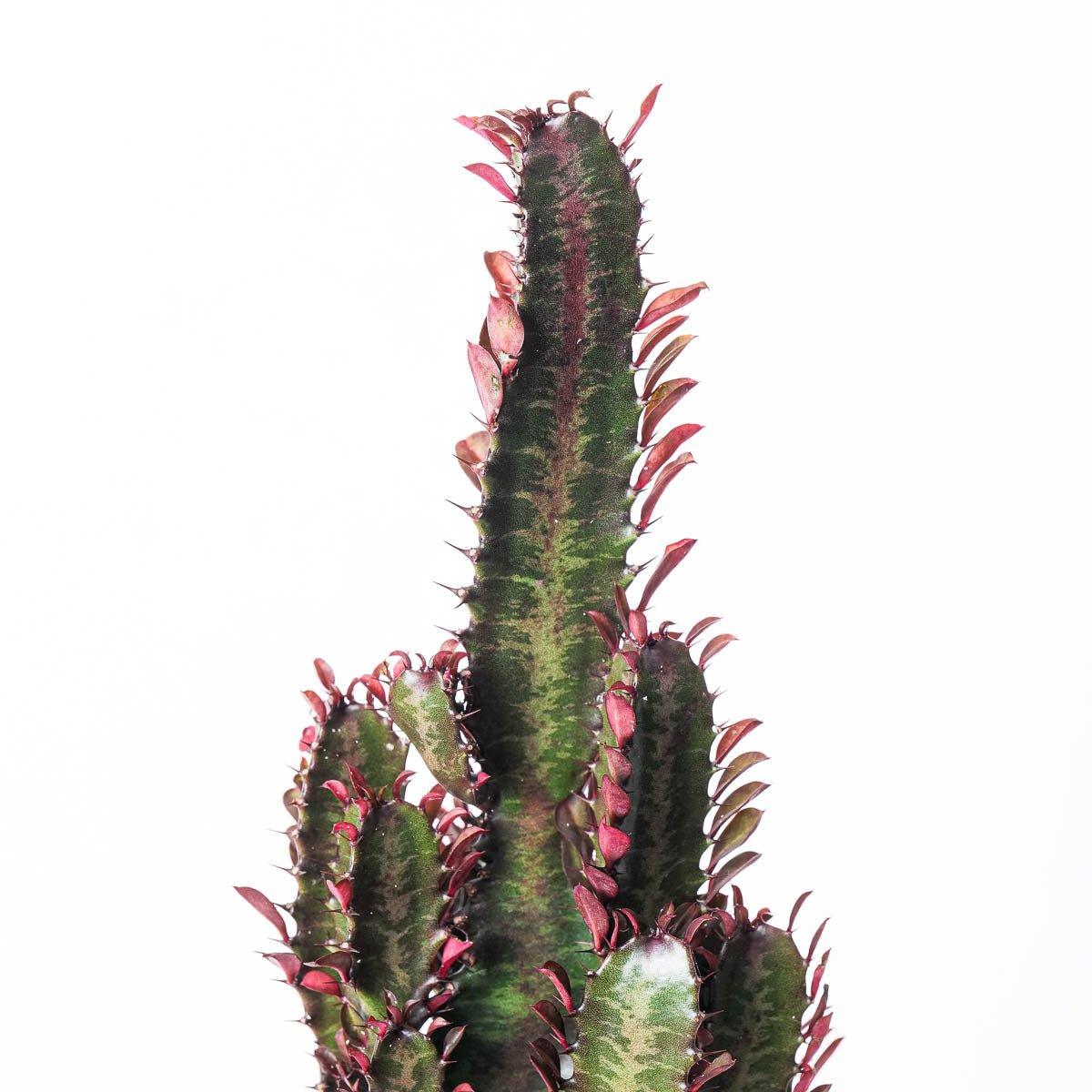 Euphorbia Trigona Rubra | African Milk Tree - House of Kojo