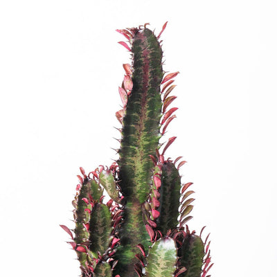Euphorbia Trigona Rubra | African Milk Tree - House of Kojo