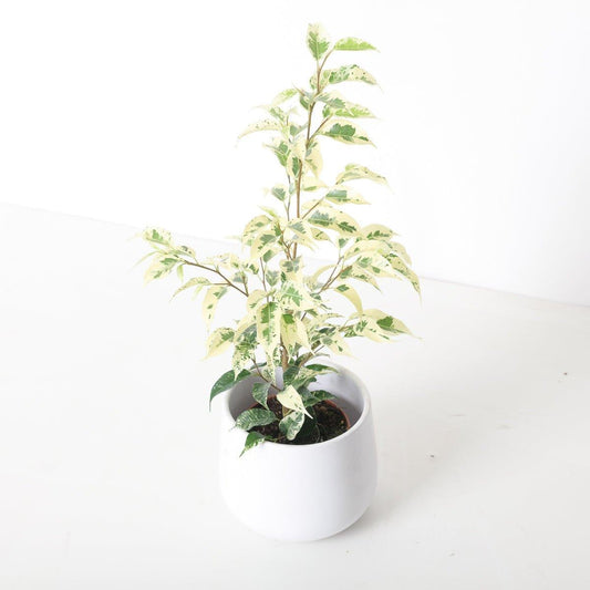 Ficus bejamina 'El Dorado' | Variegated Weeping Fig - House of Kojo