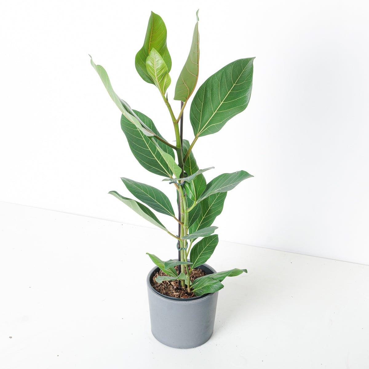 Ficus benghalensis Roy - House of Kojo