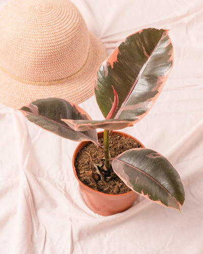 Ficus Elastica Belize Ruby | Rubber Plant - House of Kojo