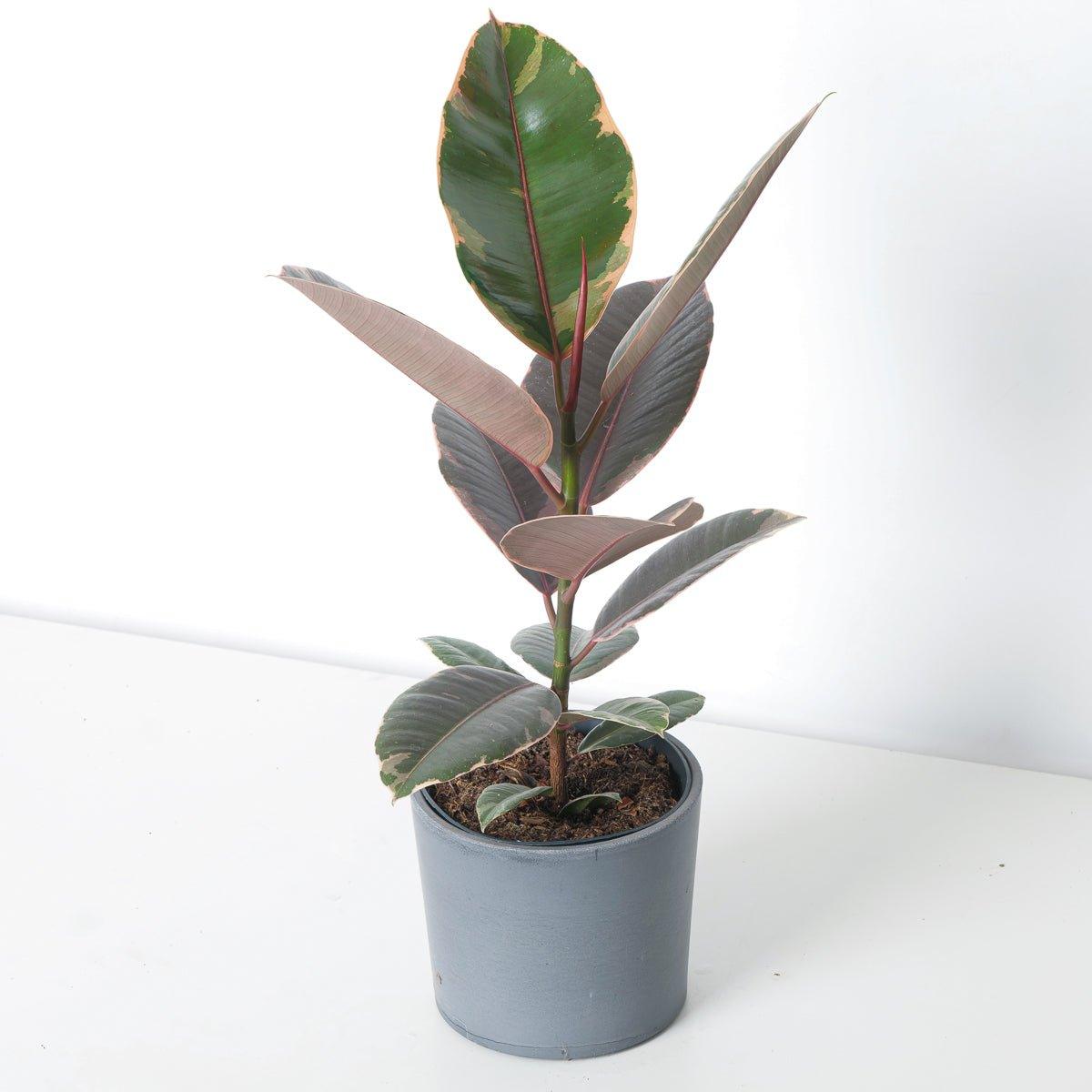 Ficus Elastica Belize Ruby | Rubber Plant - House of Kojo