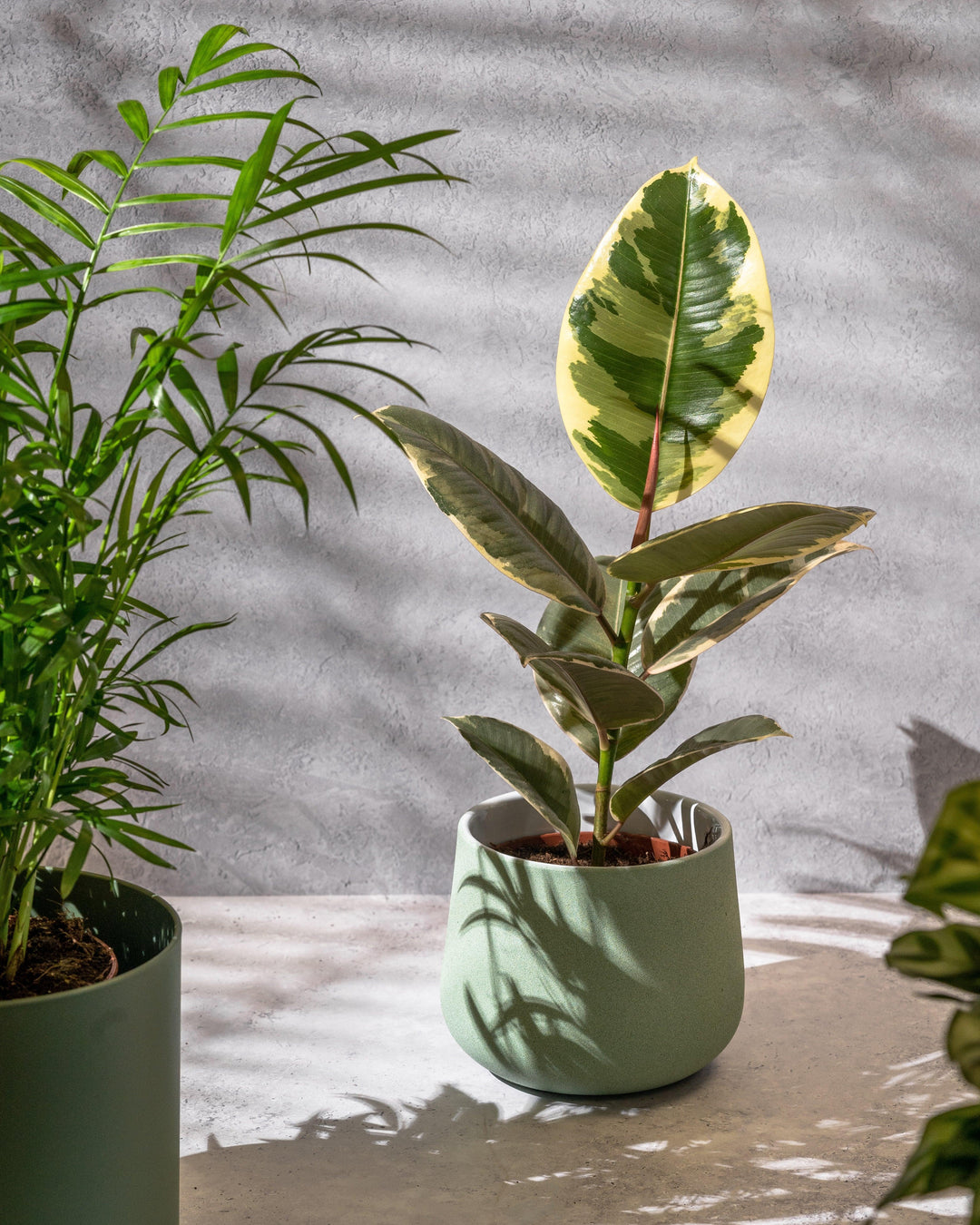 indoor variegated rubber plant Ficus Elastica Tineke | Rubber Plant