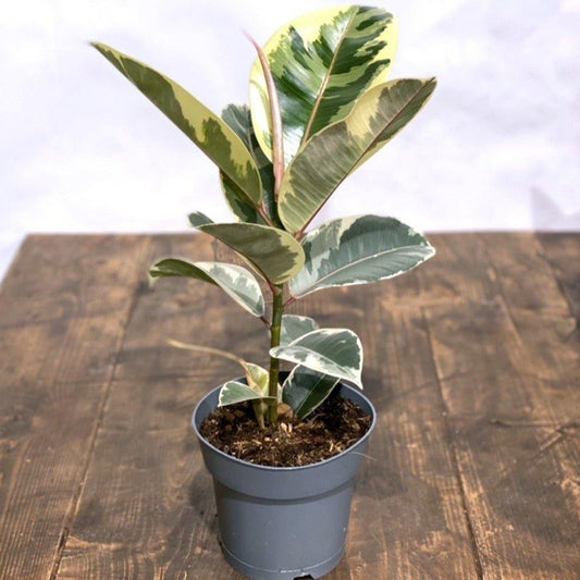 Ficus Elastica Tineke | Rubber Plant - House of Kojo