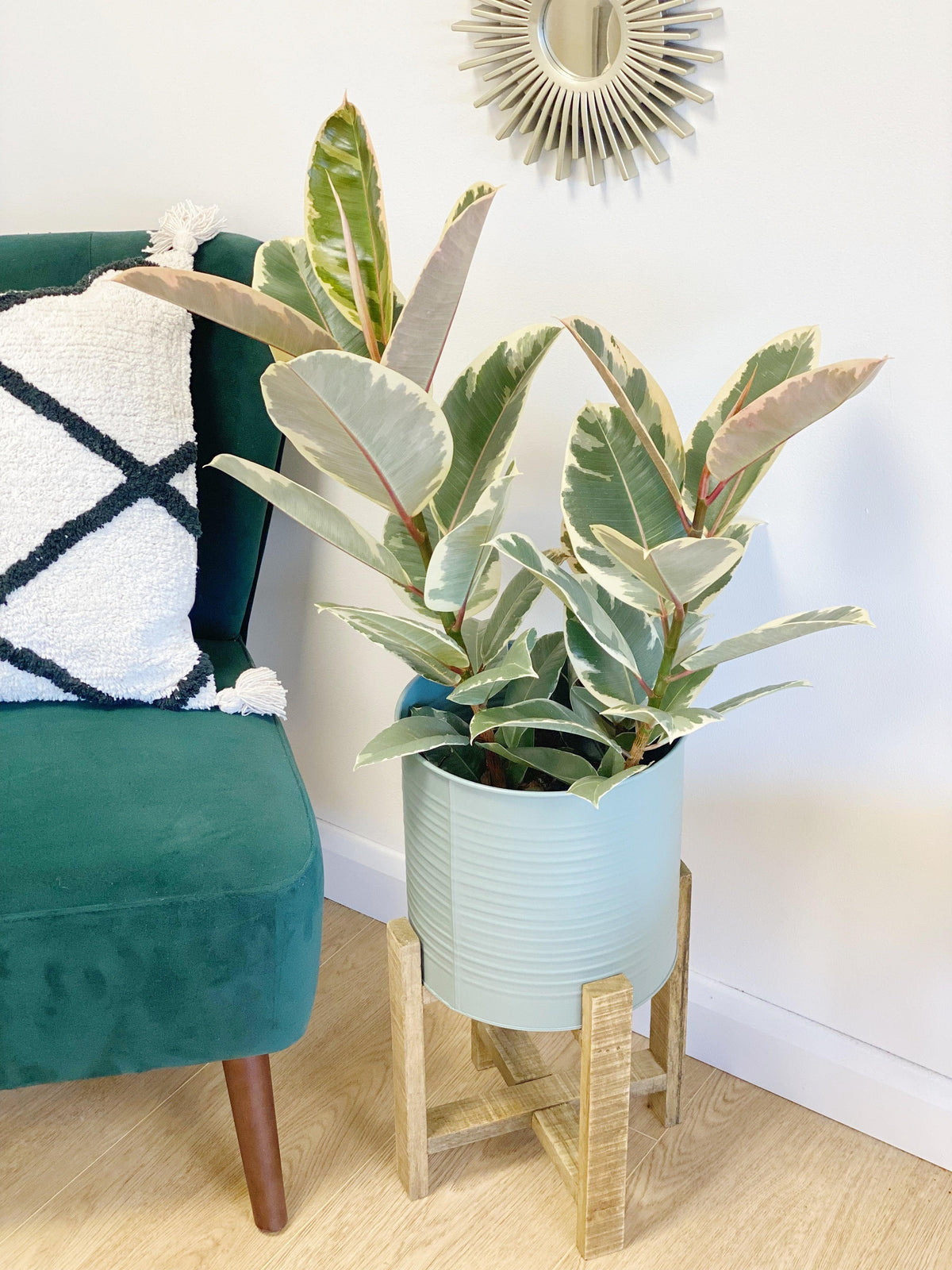 Ficus Elastica Tineke | Rubber Plant - House of Kojo
