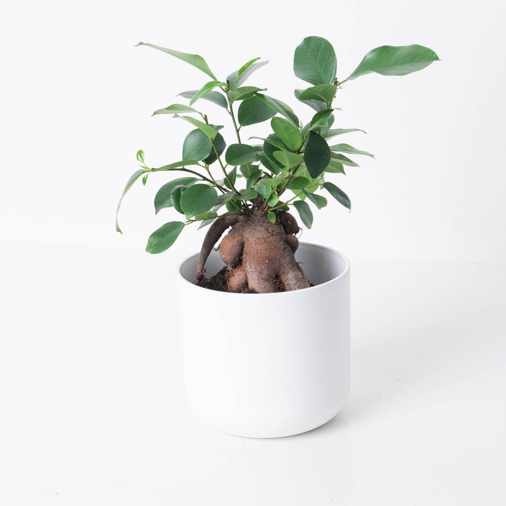 Ficus Ginseng Bonsai | Ficus Retusa - House of Kojo