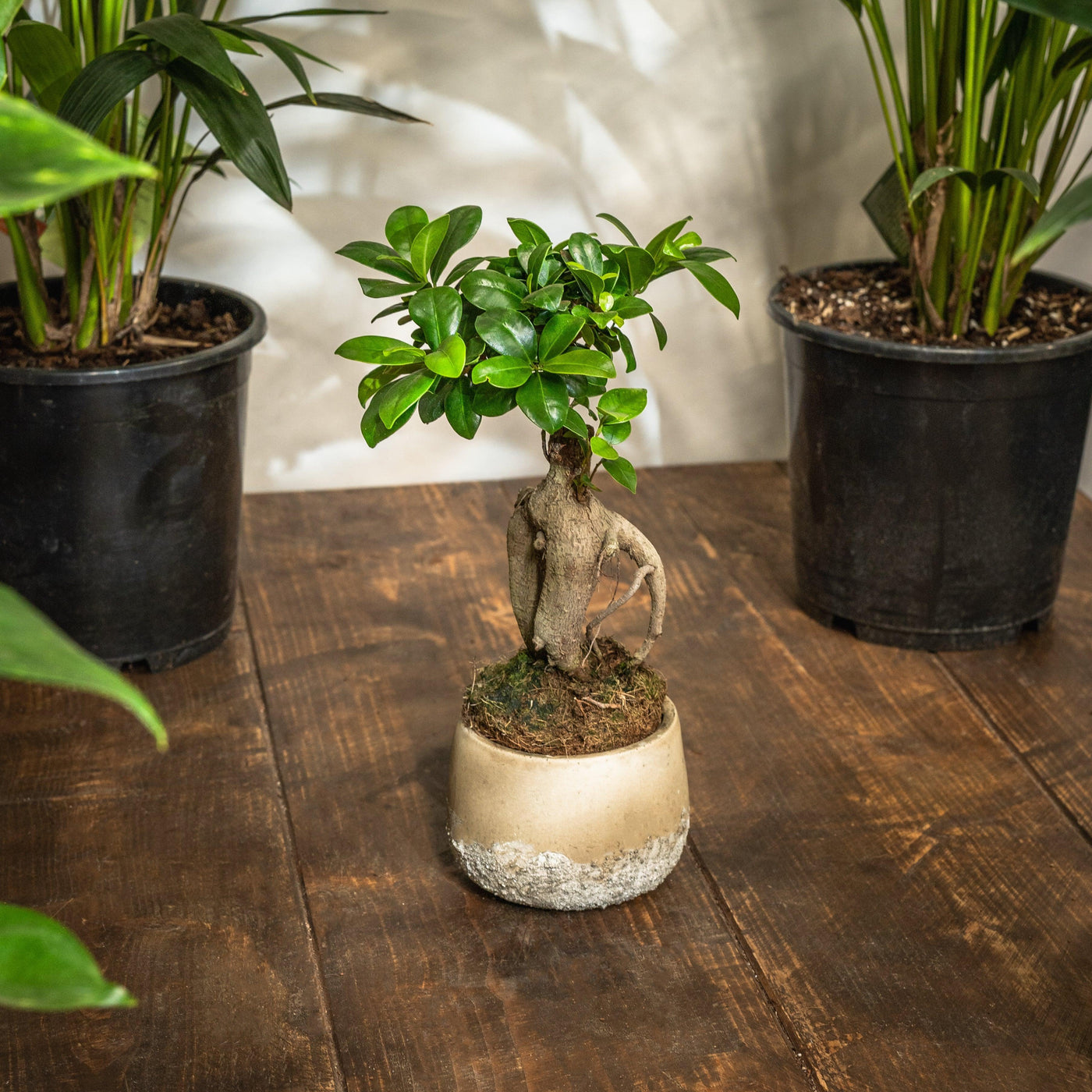 Ficus Ginseng Bonsai | Ficus Retusa - House of Kojo