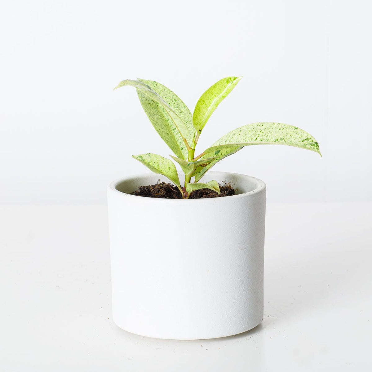 Ficus Shivereana Moonshine | Rubber Plant - House of Kojo