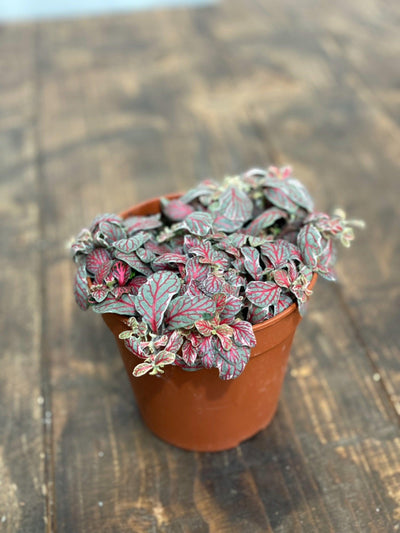 Fittonia Grey Sensation - House of Kojo