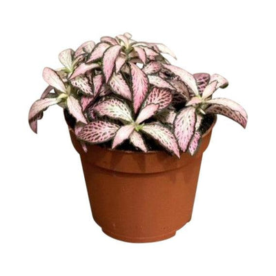 Fittonia Mosaic Pink Forest Flame | Nerve Plant - House of Kojo