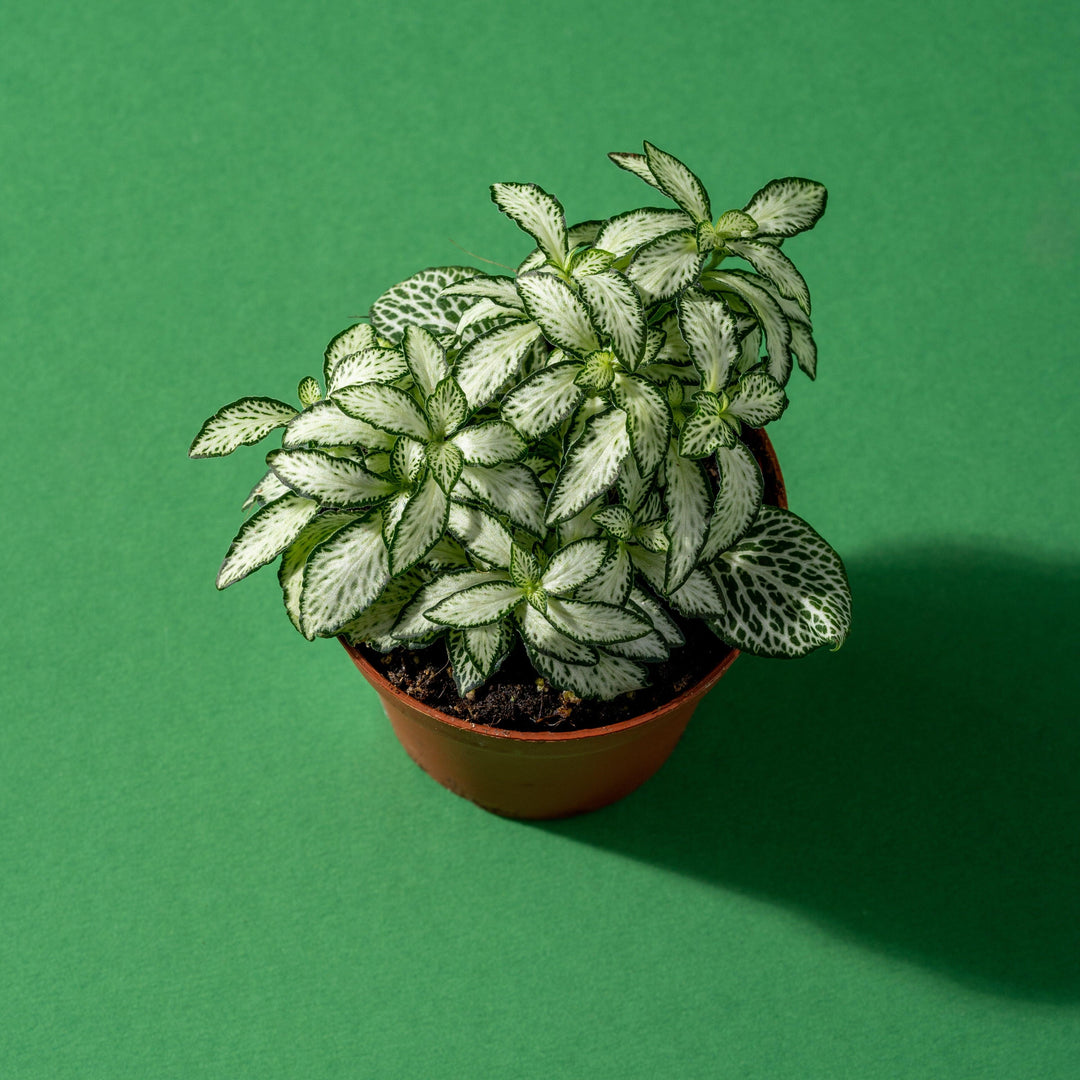 mosaic house plant Fittonia Mosaic White Forest Flame | Nerve Plant