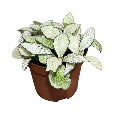 Fittonia Mosaic White Forest Flame | Nerve Plant | Terrarium Plant - House of Kojo