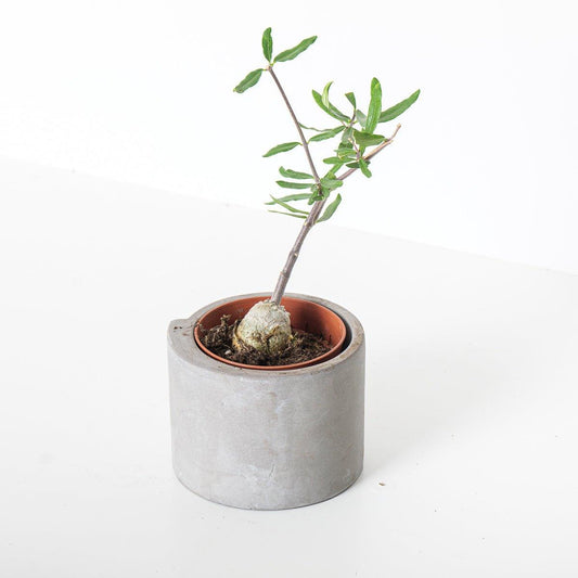 Fockea Edulis - House of Kojo
