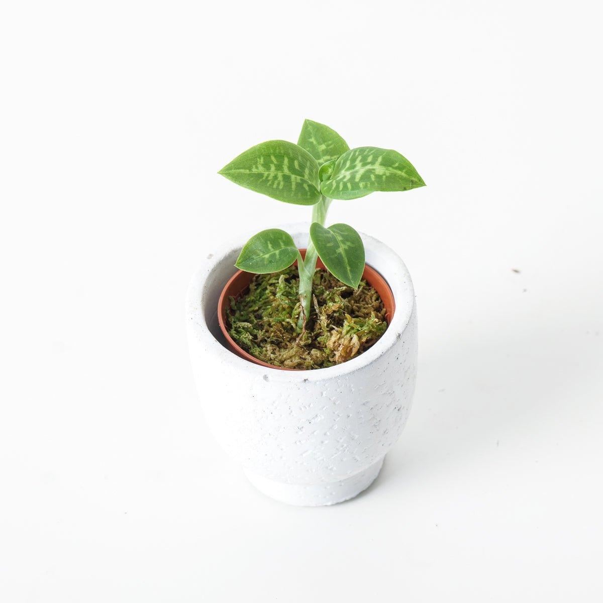 Goodyera Daibuzanensis - House of Kojo
