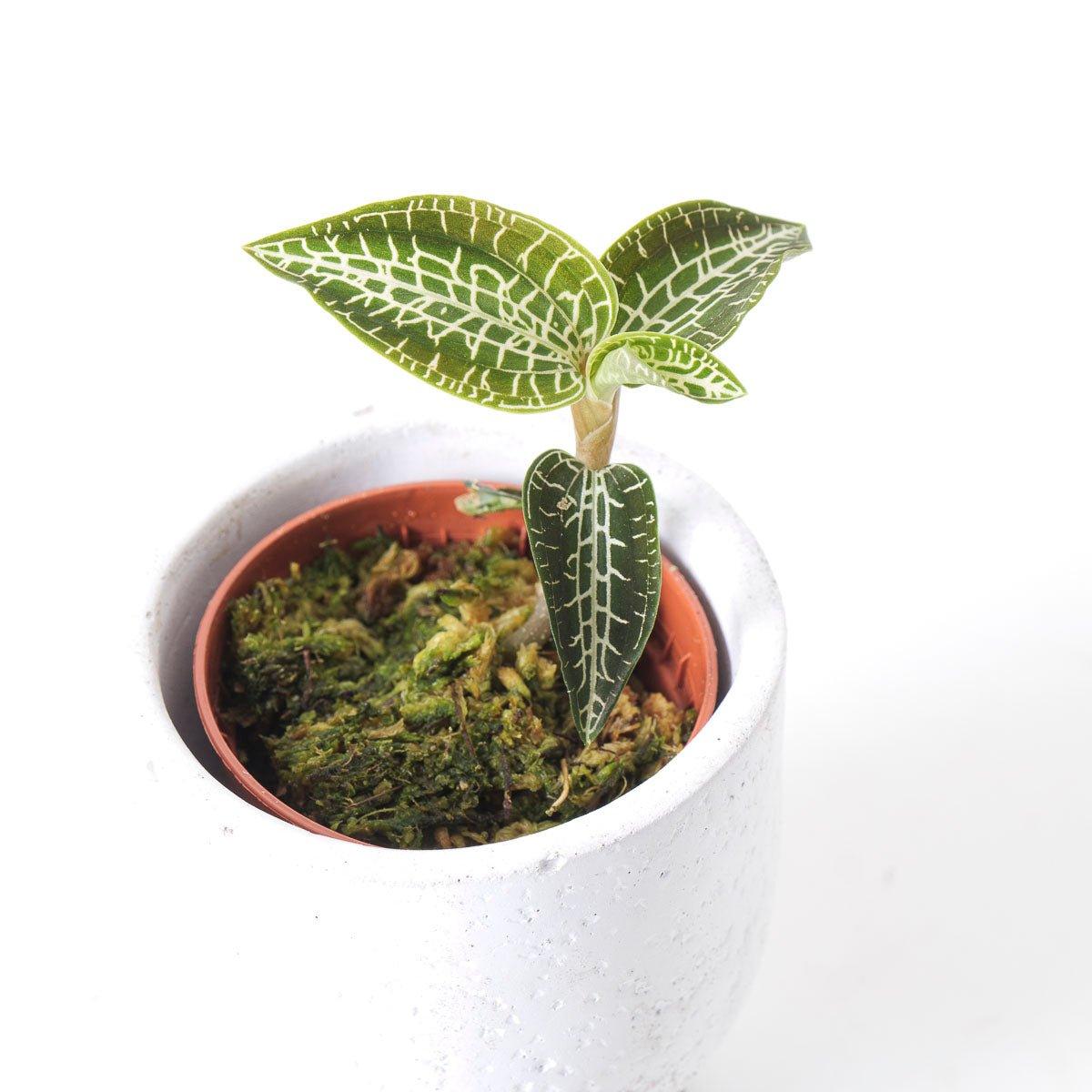 Goodyera Hispida - House of Kojo