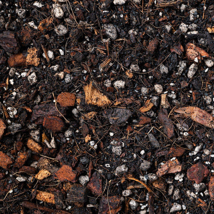 jungle mix potting soil GrowTropicals Jungle Mix - Tropical Houseplant Potting Mix