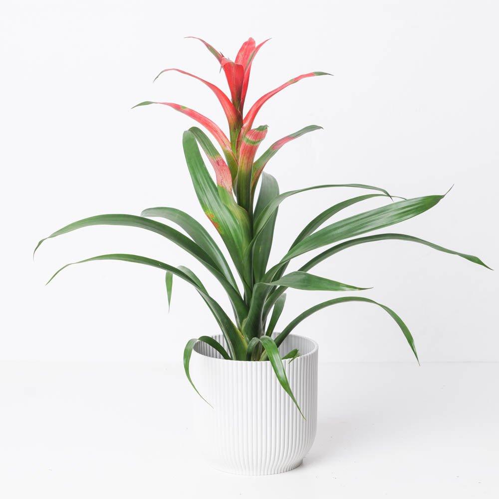 Guzmania wittmackii - House of Kojo