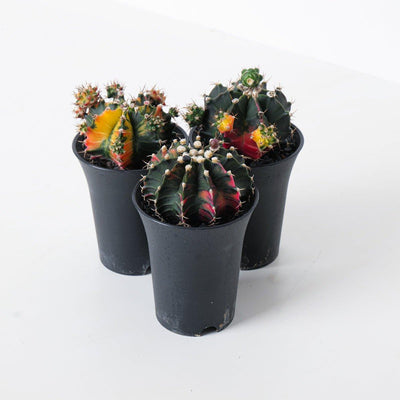 Gymnocalycium variegata - House of Kojo