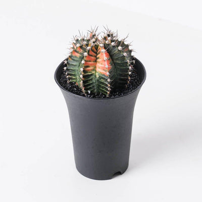 Gymnocalycium variegata - House of Kojo