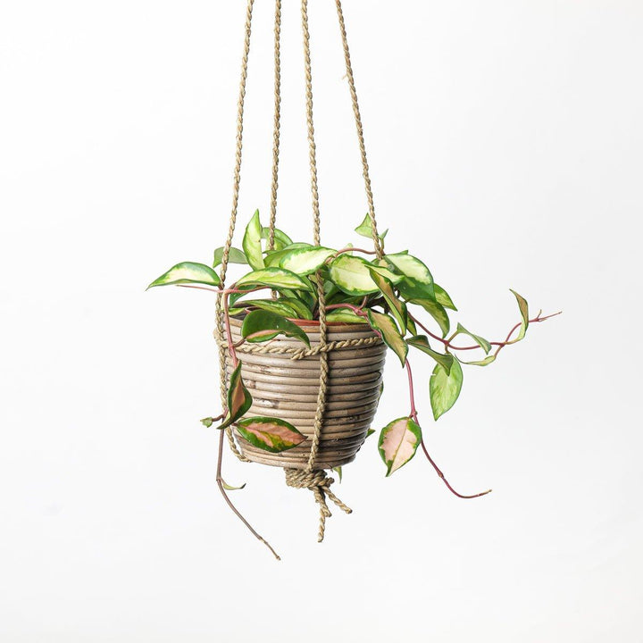 hanging bamboo plant Hanging Bamboo Pot